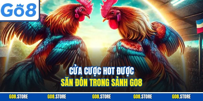 Cửa cược HOT được săn đón trong sảnh GO8